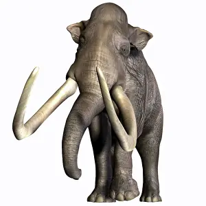 Mastodon: Columbian Mammoth