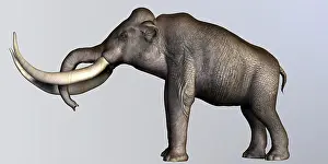 Mastodon: Columbian Mammoth