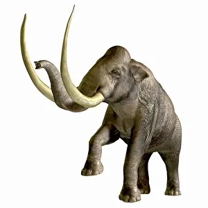 Mastodon: The Columbian Mammoth