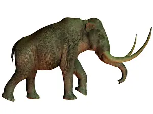 Mastodon: The Columbian mammoth, an extinct species of elephant