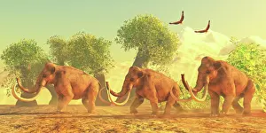 Mastodon: A Columbian mammoth herd walks among trees in