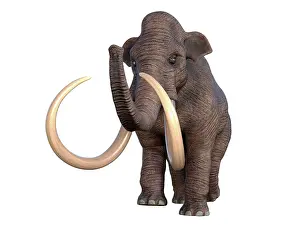 Mastodon: Columbian mammoth, front view on white background