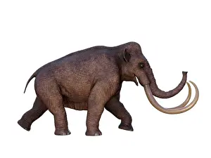 Mastodon: Columbian mammoth, side view on white background