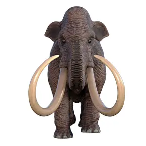 Mastodon: Columbian mammoth, front view on white background