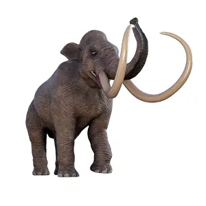 Mastodon: Columbian mammoth on white background