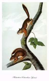 Richardsons: Columbian Squirrels