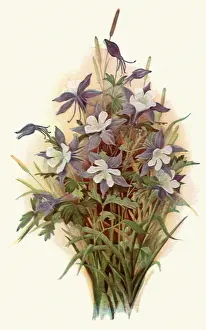 Columbine: Columbine