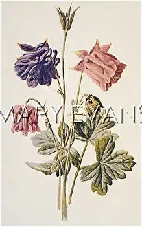 Aquilegia: COLUMBINE/AQUILEGIA