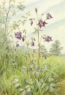 Columbine: Columbine in landscape setting