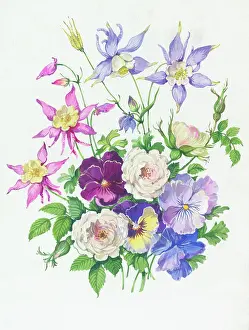 Columbine: Columbine, pansies and old roses