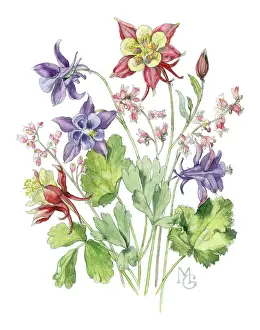 Gillies: Columbines and heuchera