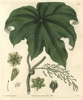 Columbo: Columbo or calumba plant, Cocculus palmatus
