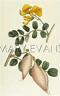 Senna: COLUTEA ARBORESCENS