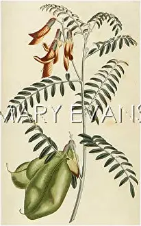 Senna: COLUTEA FRUTESCENS