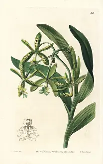 Epidendrum: Comb epidendrum orchid, Epidendrum cristatum