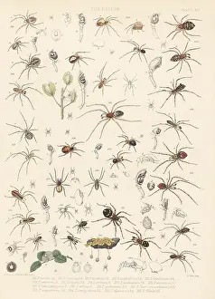 Arachnology: Comb-footed spider and cobweb spiders