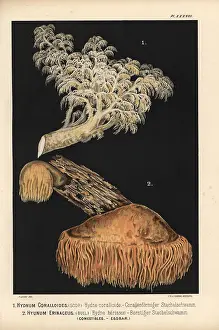 Neuchatel: Comb tooth mushroom, Hericium coralloides