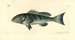 Comber: Comber, Serranus cabrilla