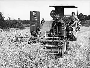 Sizewell: COMBINE HARVESTER 1950S