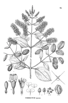 Martius: Combretum leprosum