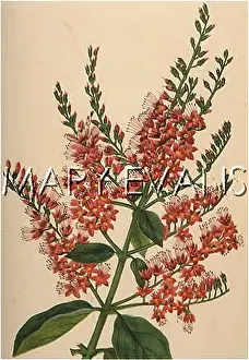 Combretum: COMBRETUM PURPURETUM