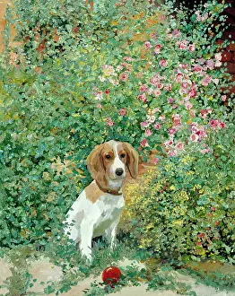 Agoust: Come On! – brown and white dog with a red ball