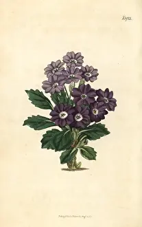 Comely: Comely auricula, Primula decora
