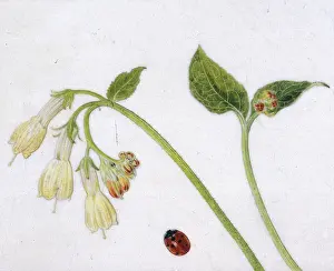 Helga Crouch: Comfrey and ladybird