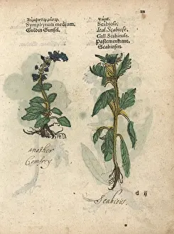 Lonicer: Comfrey species, Symphytum officinale, and