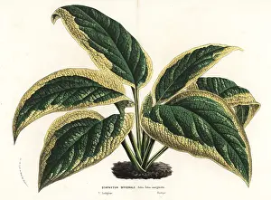 Comfrey: Comfrey, Symphytum officinale