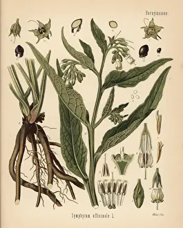 Comfrey: Comfrey, Symphytum officinale