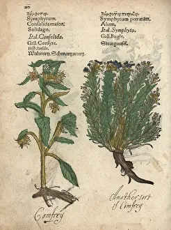 Savory: Comfrey, Symphytum officinale, and savory