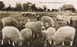 Exaggeration: Comic exaggeration card - The Wool Producers of Canada