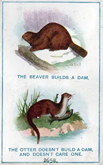 Damn: Comic postcard, The beaver and the otter