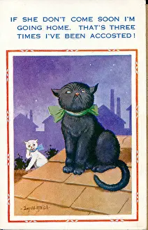 Accosted: Comic postcard, Two cats on a roof at night