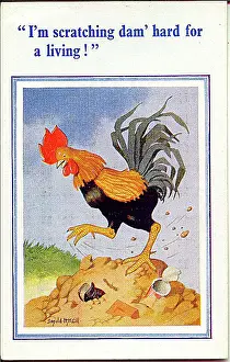Damn: Comic postcard, Cockerel scratching for a living