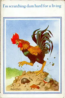 Damn: Comic postcard, Cockerel scratching for a living