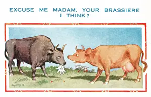 Udders: Comic postcard, cow and bull