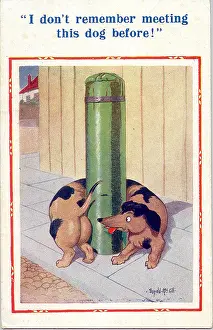 Sniff: Comic postcard, Dachshund wrapped round post