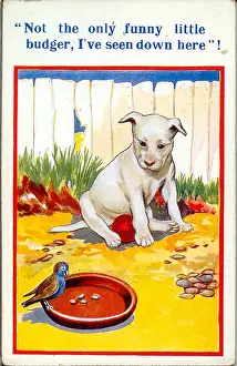 Budgie: Comic postcard, Dog and bird in the garden