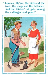 Cabbages: Comic postcard, gardener complaining