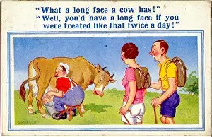 Udders: Comic postcard, Long-faced cow being milked