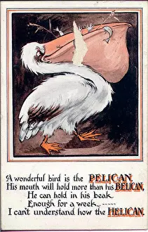 Pelicans: Comic postcard, The Pelican