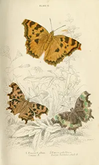 Comma: Comma Butterflies