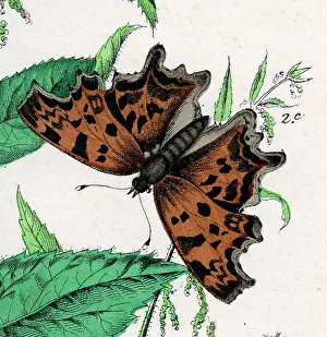 Comma: Comma Butterfly
