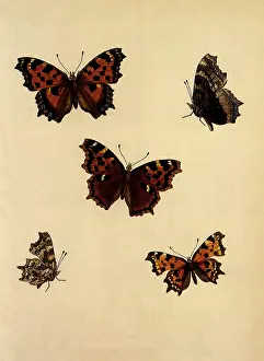 Widespread: Comma Butterfly and Other Butterflies
