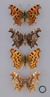 Comma: Comma, Polygonia c-album
