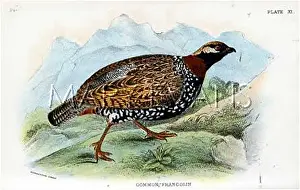 Francolinus: COMMOIN FRANCOLIN