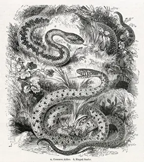 Adders: Common adder and Ringed snake