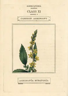 Eupatoria: Common agrimony, Agrimonia eupatoria